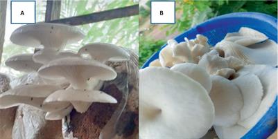 Assessing the nutritional quality of Pleurotus ostreatus (oyster mushroom)